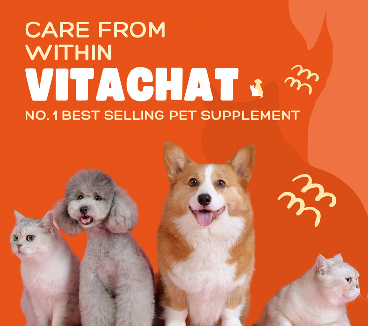 Top Pet Supplements in Singapore for Dogs & Cats | Vitachat – VITACHAT